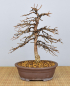 Preview: Bonsai Outdoor, Japanische Lärche (Larix kaempferi)